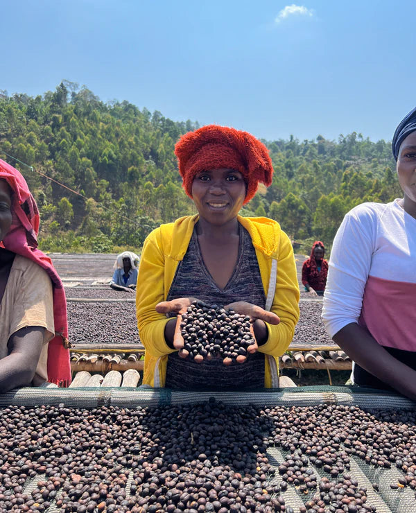 ETHIOPIA AYLA SHANTAWENE- WASHED